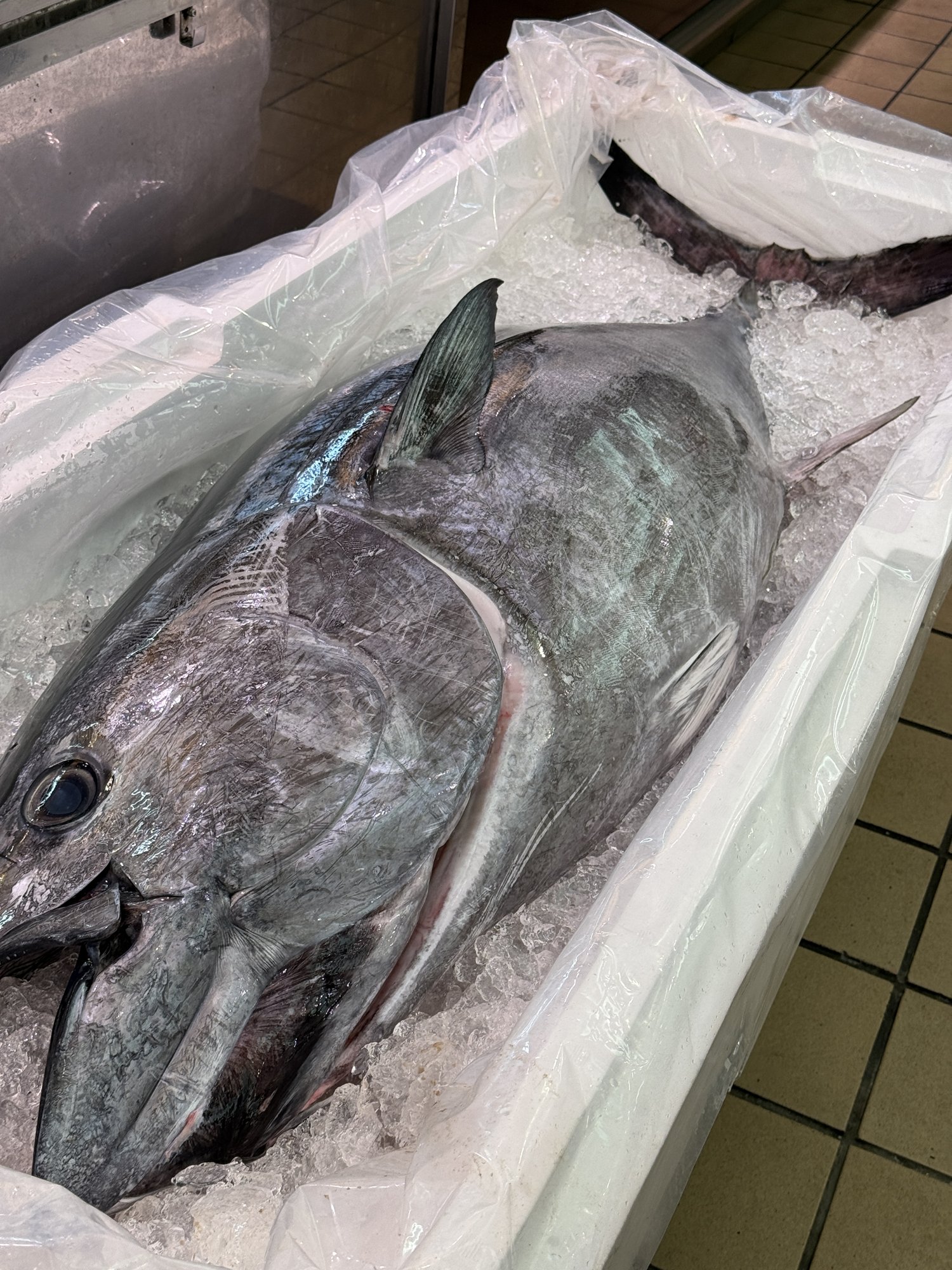 解体前、氷の上に横たわる三重県産の養殖本マグロ